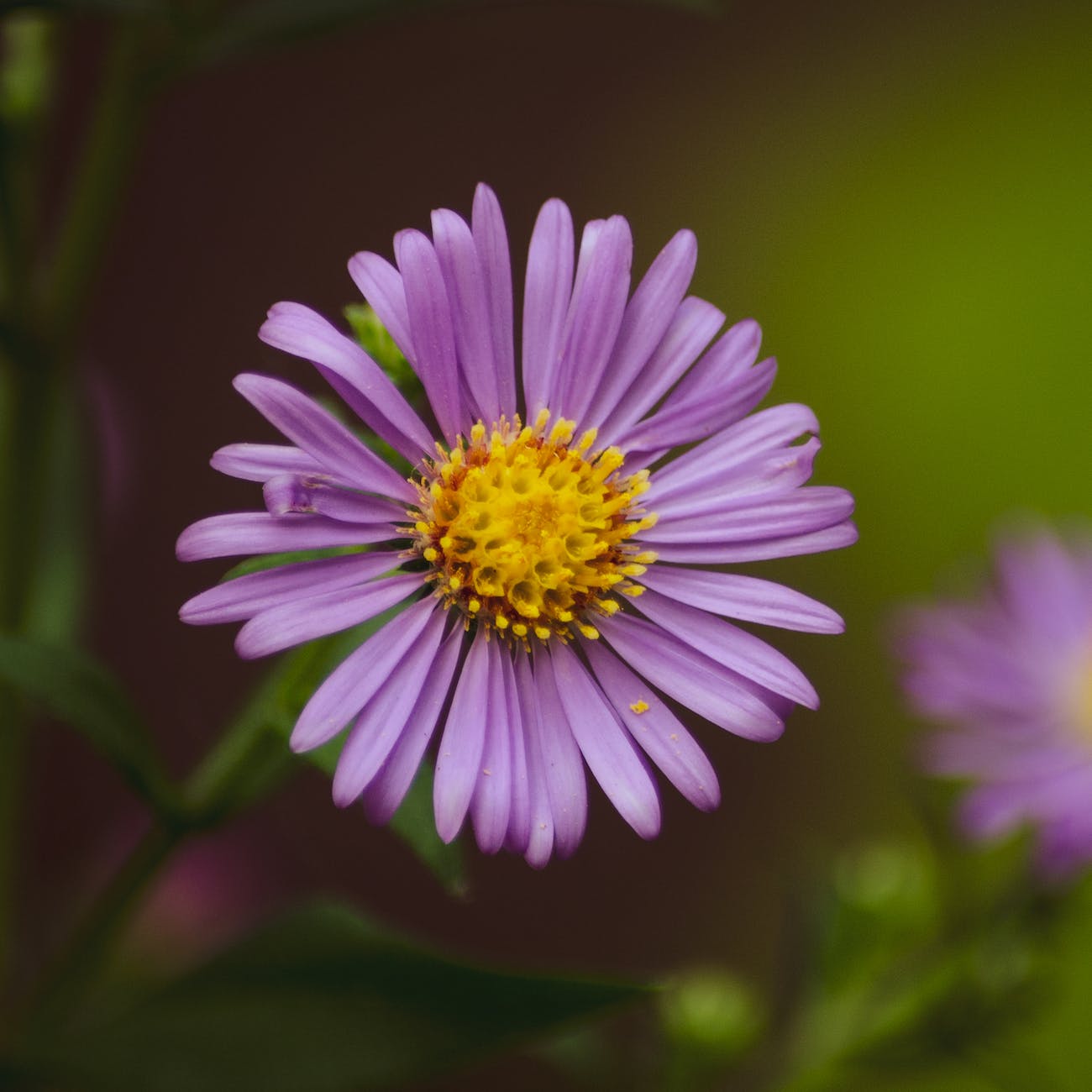 close up photo of purple flower